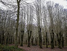 Parc Raymond Sachot, Saint-Fargeau-Ponthierry - Agrandir l'image (fenêtre modale)