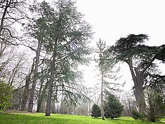 Parc de la Chesnaie, Seine-Port - Agrandir l'image (fenêtre modale)