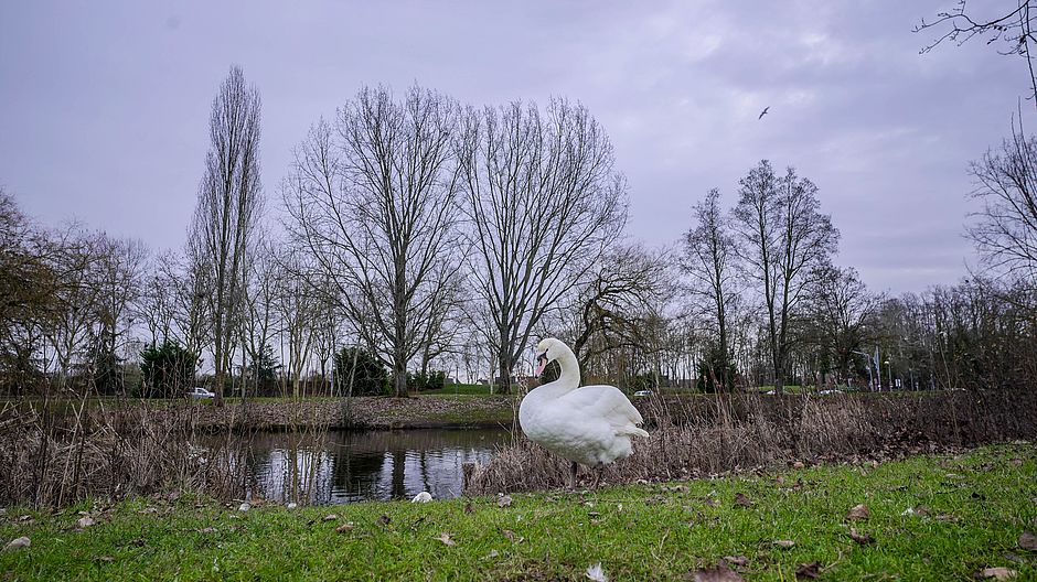 Agrandir l'image (fenêtre modale)