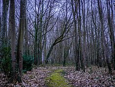 Parc Saint-Exupéry, Rubelles - Agrandir l'image (fenêtre modale)