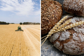 Montage champs de blé et painsa - Agrandir l'image