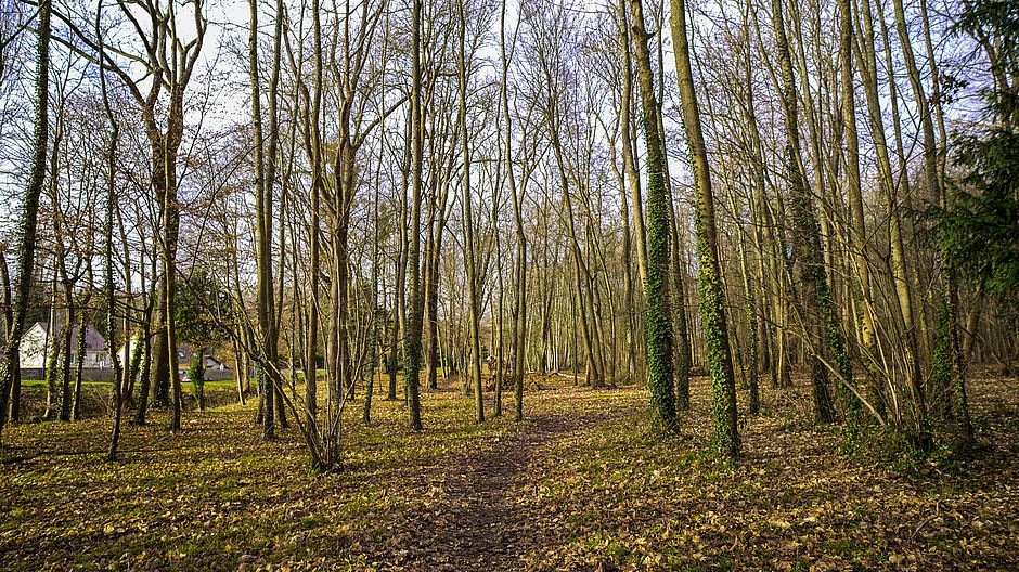 Parc des Bordes, Saint-Fargeau-Ponthierry - Agrandir l'image (fenêtre modale)