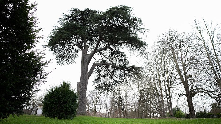 Parc de la Chesnaie, Seine-Port - Agrandir l'image (fenêtre modale)