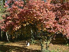 Parc, Pringy - Agrandir l'image (fenêtre modale)