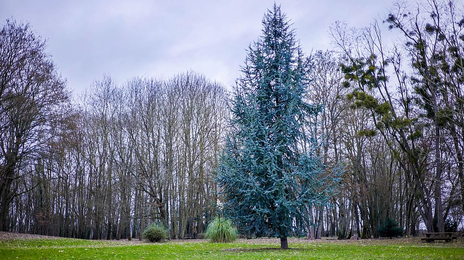 Parc Saint-Exupéry, Rubelles - Agrandir l'image (fenêtre modale)