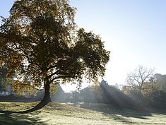 Parc, Pringy - Agrandir l'image (fenêtre modale)