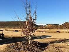 Plantation du premier arbre de la ZAC du Tertre de Montereau - Agrandir l'image (fenêtre modale)